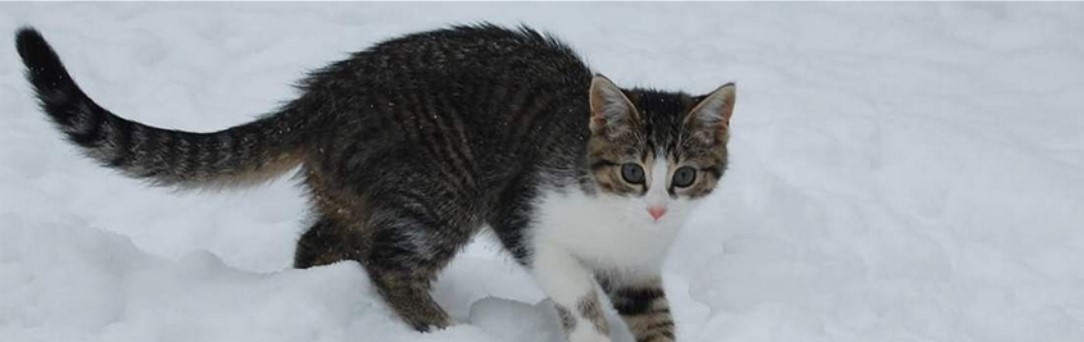 cat in the snow
